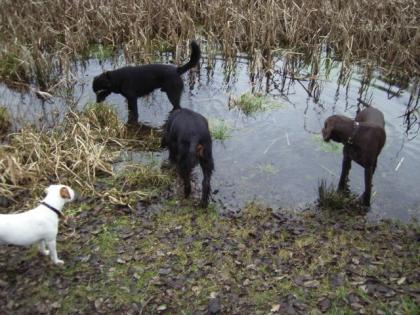 PFOTENBETREUUNG - Hundeauslaufservice/ - betreuung