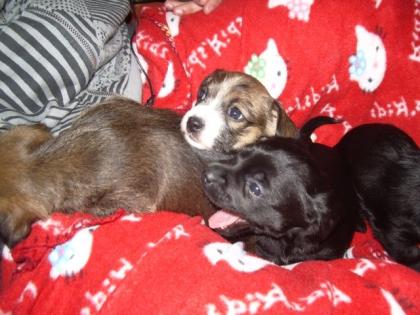 Havanese - Jackrussel Mix welpen