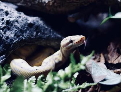 Königspython, 1. 0 Banana Het Desert Ghost