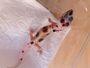 Junge Leopardgecko Babys Weibchen