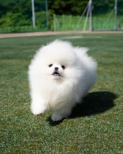 Szpic Pomeranian Welpen