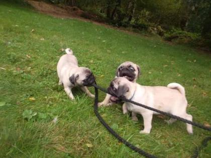 Süße beige reinrassige Mops-Welpen suchen liebevolles neues Zuhause
