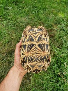 1. 2 Geochelone elegans adult Zuchtgruppe