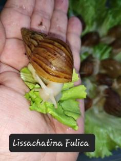 Lissachatina Fulica White Jade oder Vollalbino