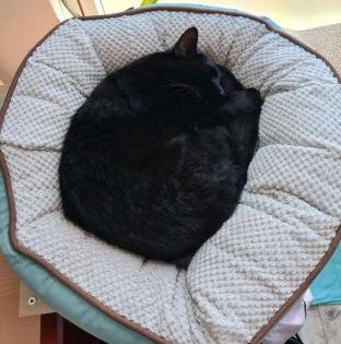 Schwarze Katze Miyu vermisst 33100 Paderborn