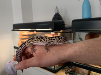 Leopardgeckos suchen neues zu Hause