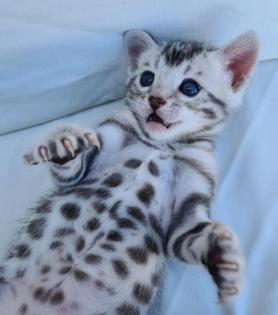 Reinrassige Black Silber Bengal Junge geboren. 3. 52022