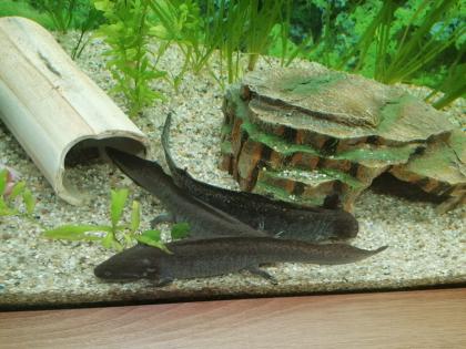 Axolotl Nachwuchs abzugeben