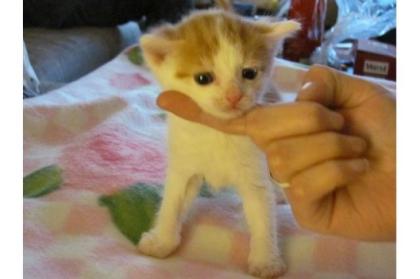2 EKH/BKH Kitten suchen Zuhause