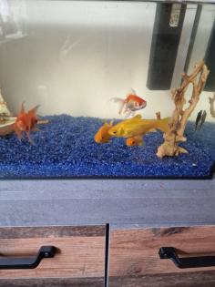 Goldfische zu verschenken