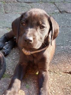Ridgeback Labrador Welpen
