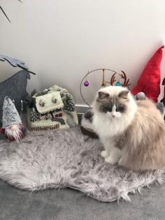 Ragdoll Kater sucht ein neues Schloss