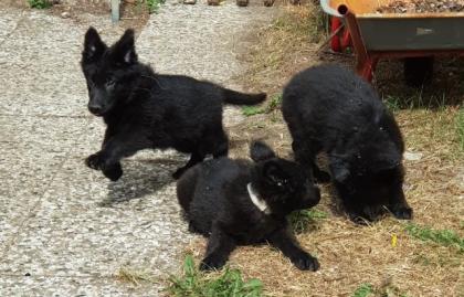 Altdeutsche Schäferhunde vom Buchholzer Wald