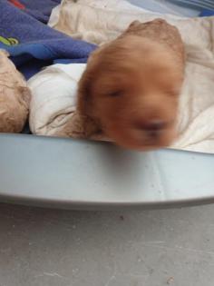 Labradoodle Welpen F2b