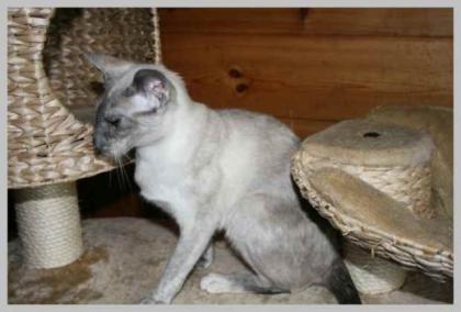 Siamkatze sucht liebevollen Dauerplatz