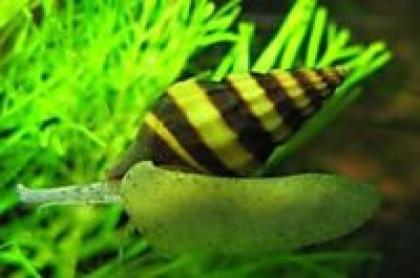 Anentome helena - Raubturmdeckelschnecke