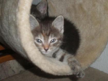 2 Maine Coon Mix Babys abzugeben