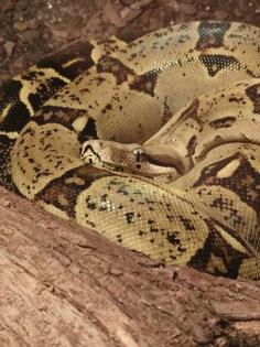 Adulte Boa C. I. Weibchen opt. mit Terrarium