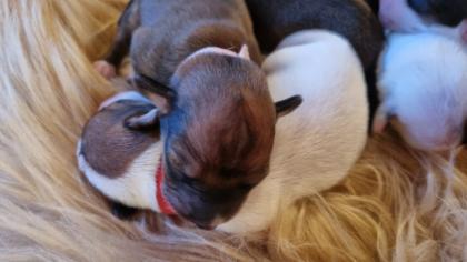Jack Russel Terrier Welpen