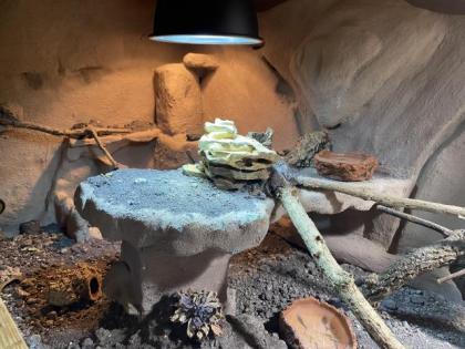 Bartagame inklusive Terrarium und Zubehör