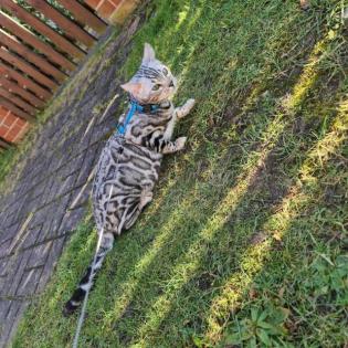 Jay jay Xxl Spottet Tabby Silber Bengaldame Zuchtzulassung 1. 5 Jahre alt