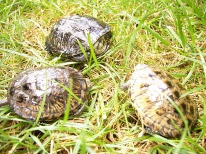 Europäische Sumpfschildkröten Emys orbicularis NZ 2021