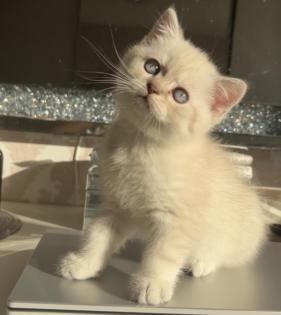 Bkh kitten Kristall blauen Augen
