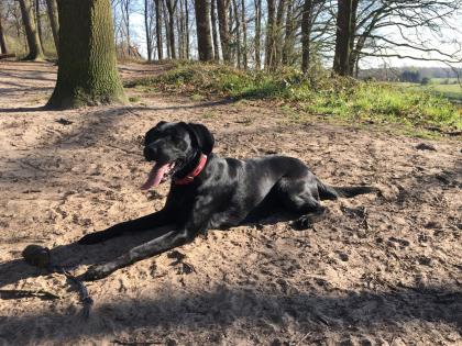Labrador Welpen schwarz