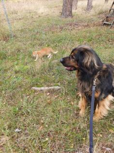 Leonberger-Hovawart-Rüde 7 Jahre