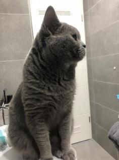 Erfahrener BKH Deckkater Blue