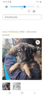 Tolle Welpen, Junghunde Hundesenioren