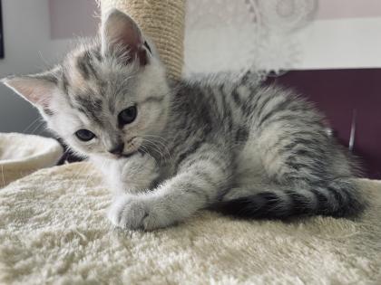 Noch 5 BKH/BLH Mix Kitten