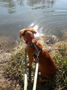 Houdini - anhänglicher, liebevoller Podenco-Mix sucht ein eigenes Körbchen