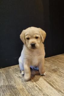 Labrador Welpen Reinrassig