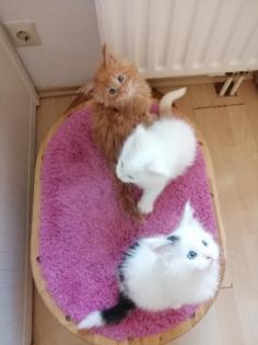 Maine Coon Kitten mit Stammbaum blaue Augen
