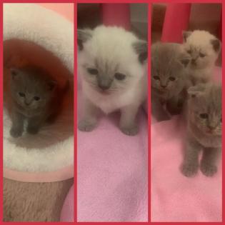 Britische Kurzhaarig BKH Kitten weiß und grau