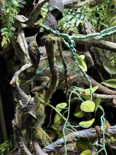 Chamäleon mit Terrarium