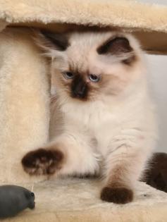 Wunderschöne Neva Masquarade Kater mit Stammbaum