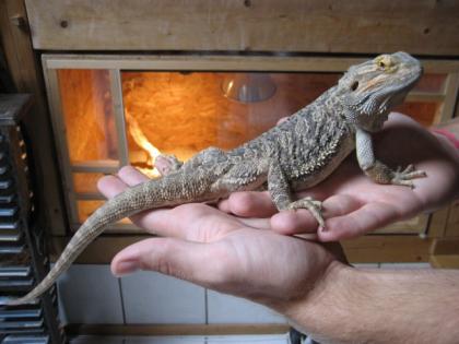 Hübsches Bartagamen Weibchen Terrarium