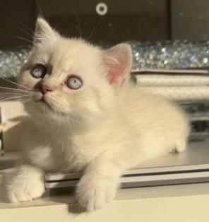 Bkh kitten Kristall blauen Augen