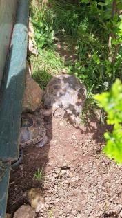 Maurische Landschildkröten