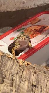 Leopardgeckos Nachzucht 06/21