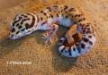 3. 1 Leopardgeckos versch. Morphs