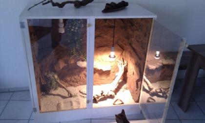 Badagamen mit Terrarium zu Verkaufen