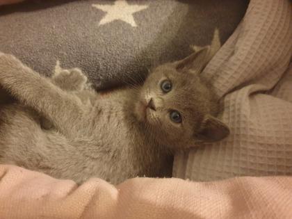 Russisch Blau Kitten