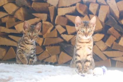 Traumhaft schön gezeichnete Bengal Kitten