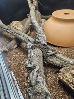 Boa Constrictor Imperator