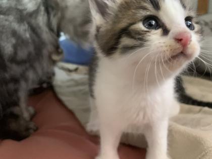 Maine Coon Kitten Mix, Katzenbabys Kätzchen