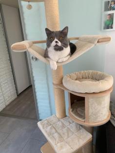 Wunderschöne Reinrassige Bkh Kitten