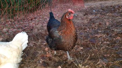 Bruteier von Blumenhühner, Araucana, Maran, Brahma, Lachshuhn,